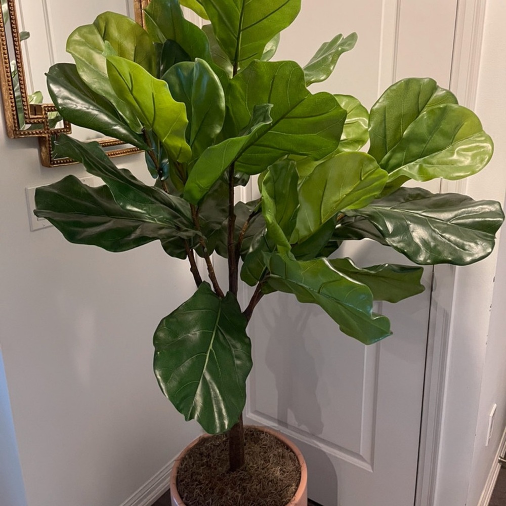 CB2 POTTED FAUX FIDDLE LEAF FIG 5'
